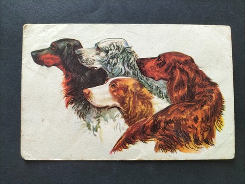 Cartolina cani setter anni - cartolina,