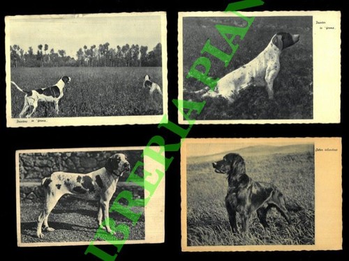 Cani caccia pointer - pointer, "in