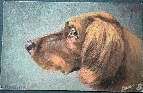 50206 cani levriero setter - levriero,