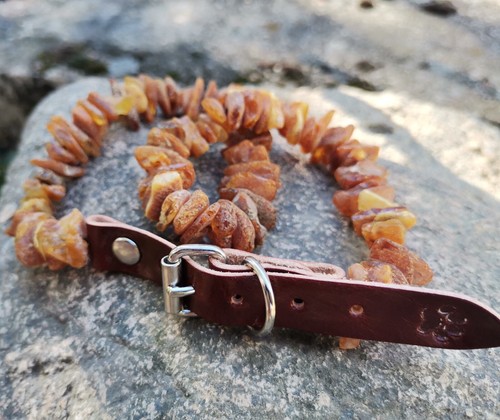 Collana per cani - , baltica