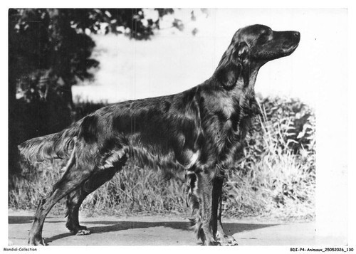 Bdip4 0307 animaux cani - -,