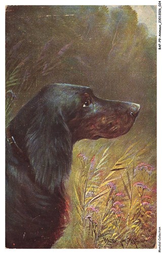 Bafp9 0808 animaux cani - -, un