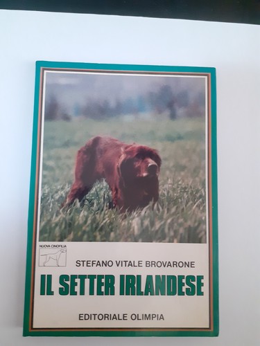 Setter irlandese stefano - setter,