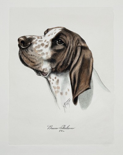 Reggio bracco italiano - -,