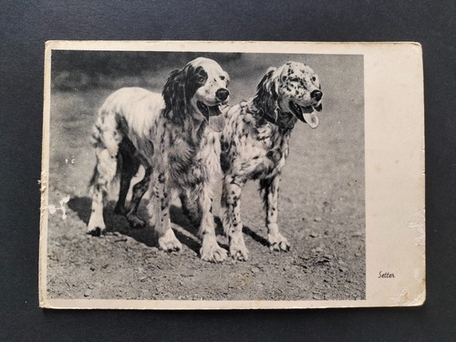Setter cani razza - setter, cecami