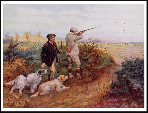 Setter inglese uomo - uomo, pistola