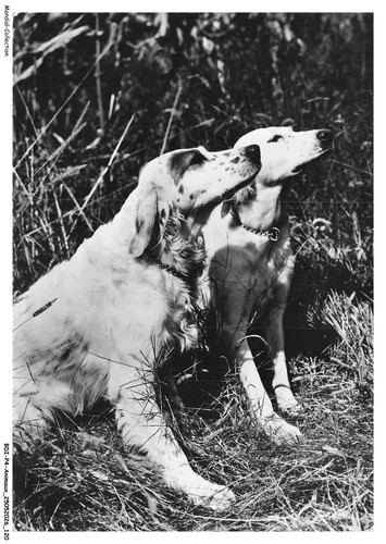 Bdip4 0302 animaux set - bdip4-0302-animaux,