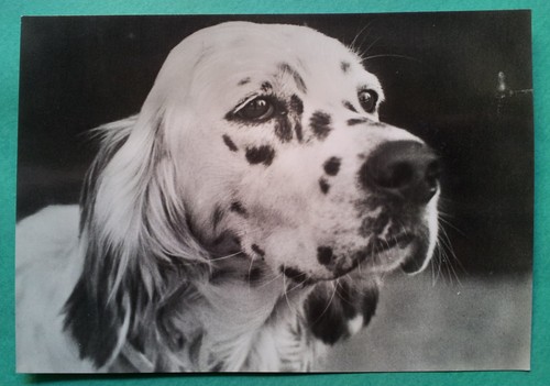 Animali cani setter inglese - -,