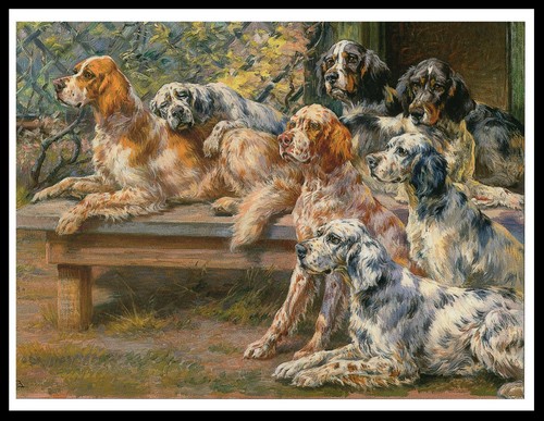 Setter inglese gruppo cani - gruppo, di