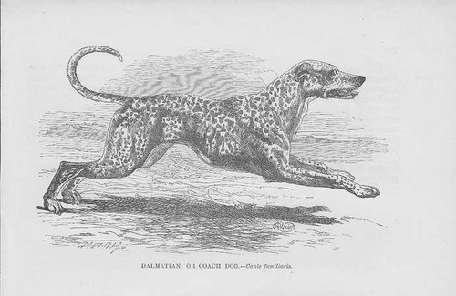 Dalmata irlandese setter cani - irlandese,