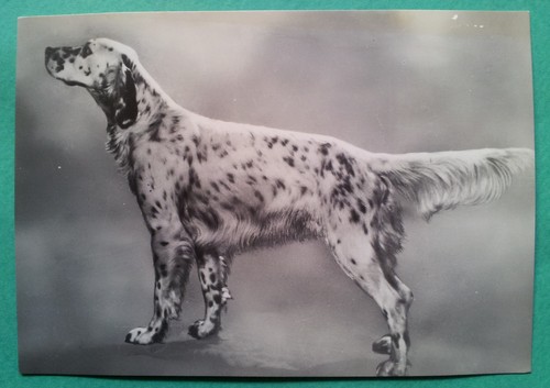 Animali cani campione - animali:,