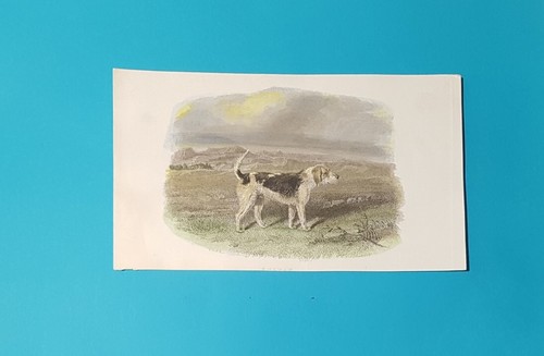 Cani incisione acquarellata - cani,