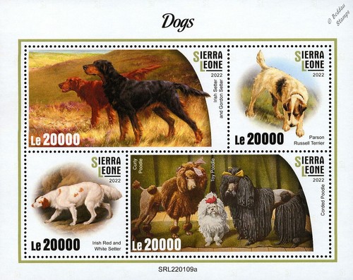 Cani setters parson russell - (setters/parson,
