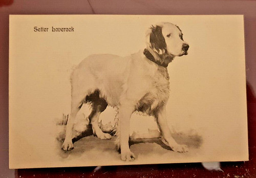Cartolina serie cani setter - cartolina,