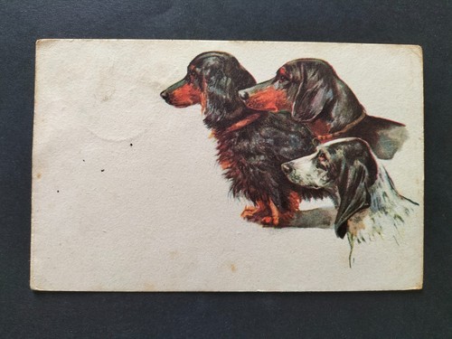 Cartolina cani setter - cani,