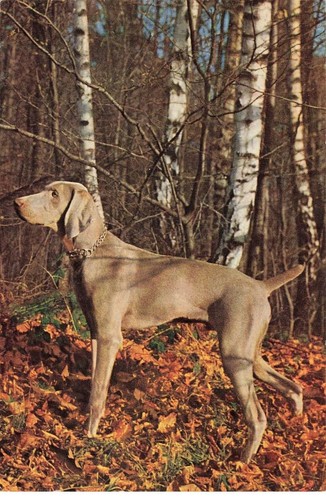 Cani mk246 cane - cani, ab#mk246