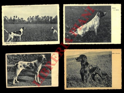 Cani caccia pointer - cani,
