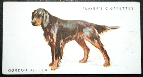 Gordon setter vintage 1931 - setter,