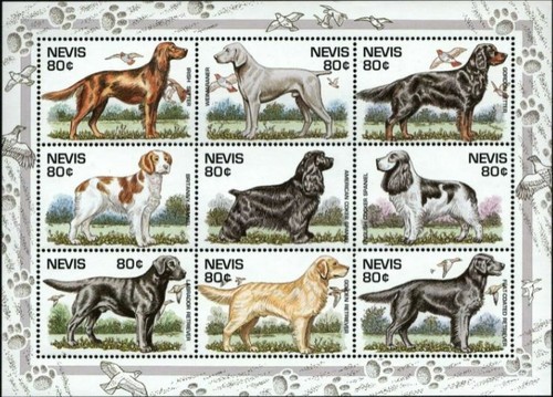 Nevis 1995 cani labrador - nevis,