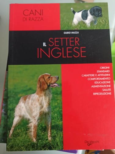 Mazza guido setter - setter, inglese